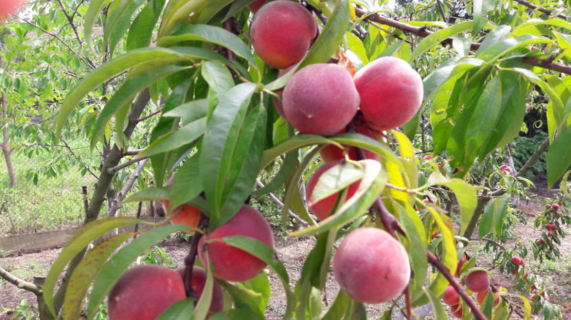  - Primavara 2017 flori si gradina