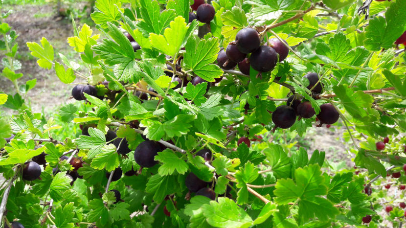  - Primavara 2017 flori si gradina