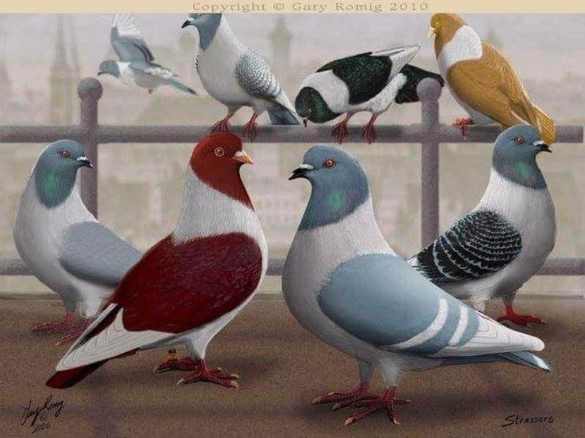 33 - PICTURI PORUMBEI NET