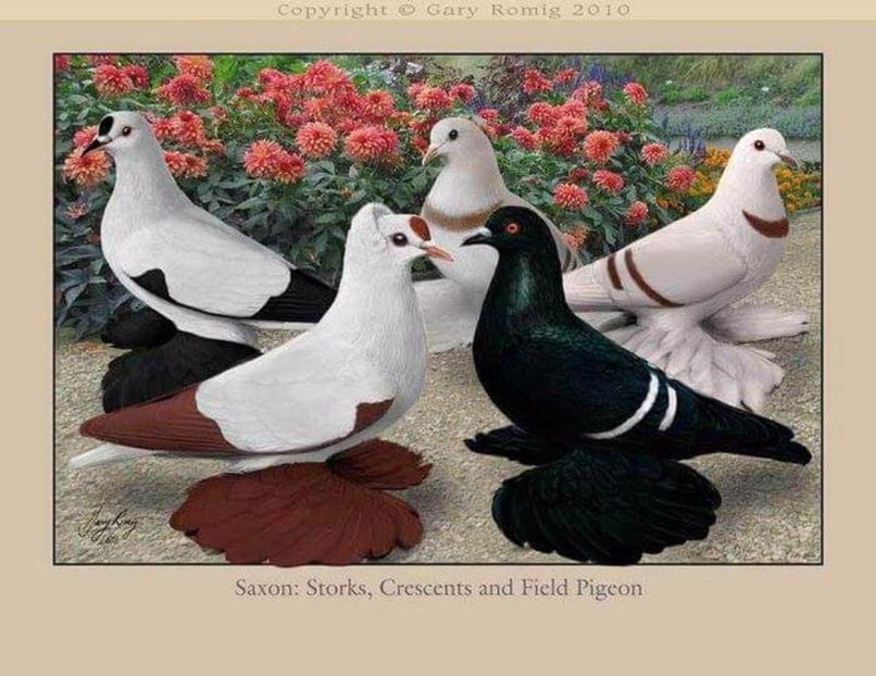 34 - PICTURI PORUMBEI NET