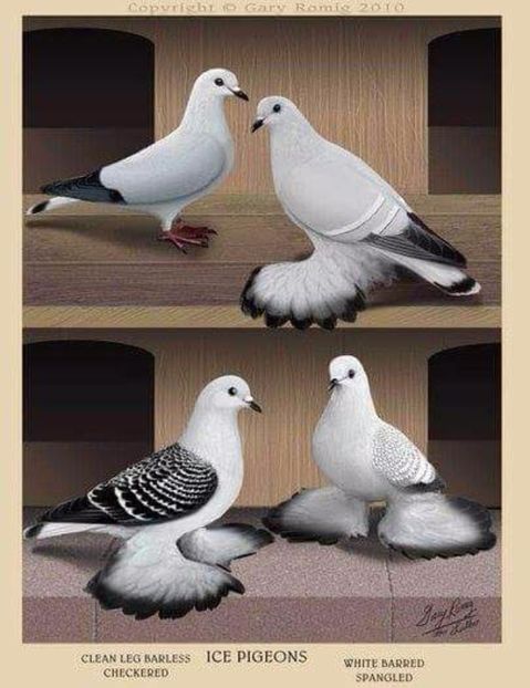 36 - PICTURI PORUMBEI NET