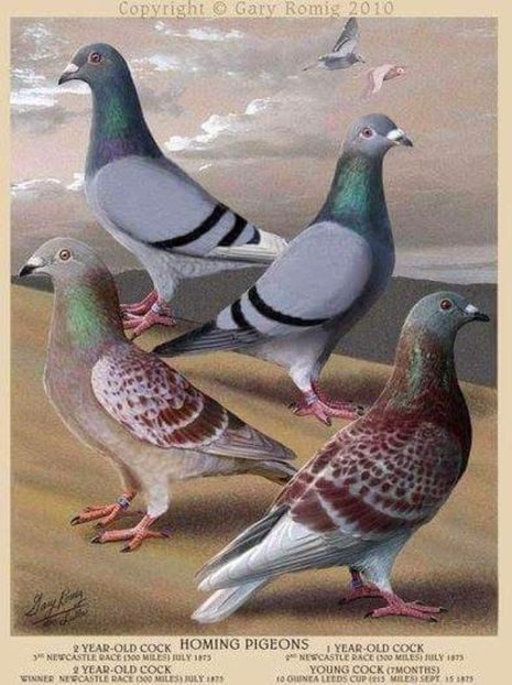 37 - PICTURI PORUMBEI NET