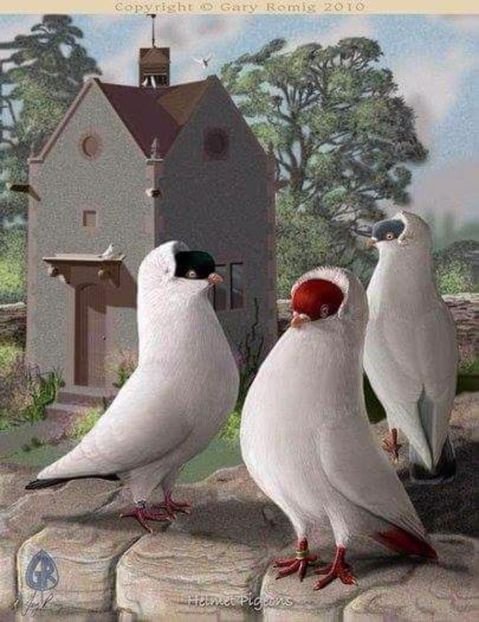 38 - PICTURI PORUMBEI NET