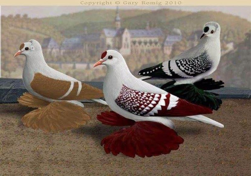 40 - PICTURI PORUMBEI NET