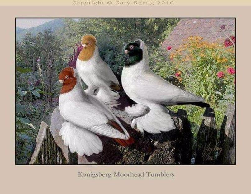 41 - PICTURI PORUMBEI NET