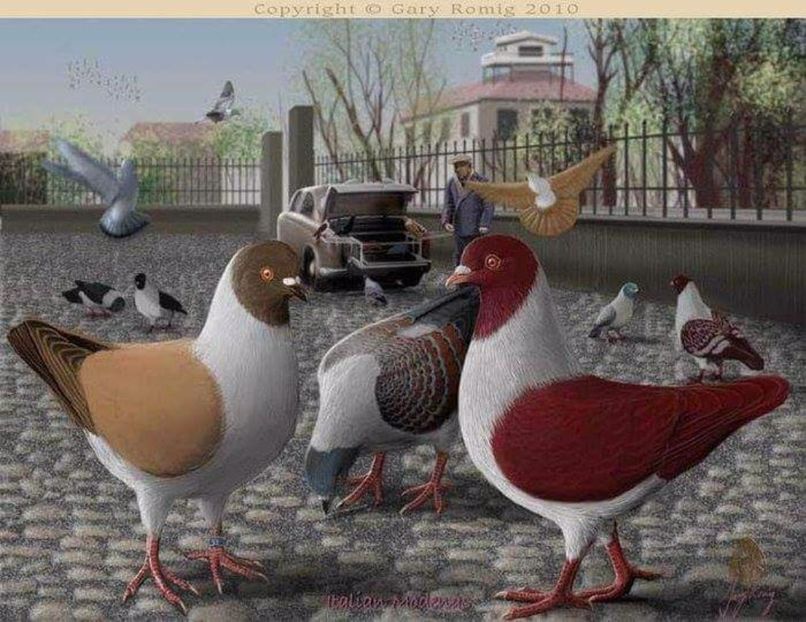 44 - PICTURI PORUMBEI NET