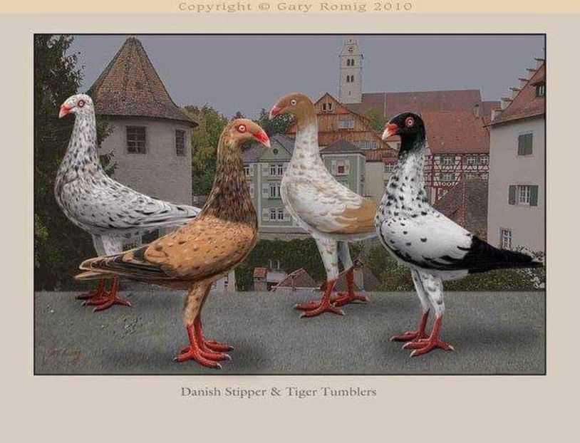 46 - PICTURI PORUMBEI NET