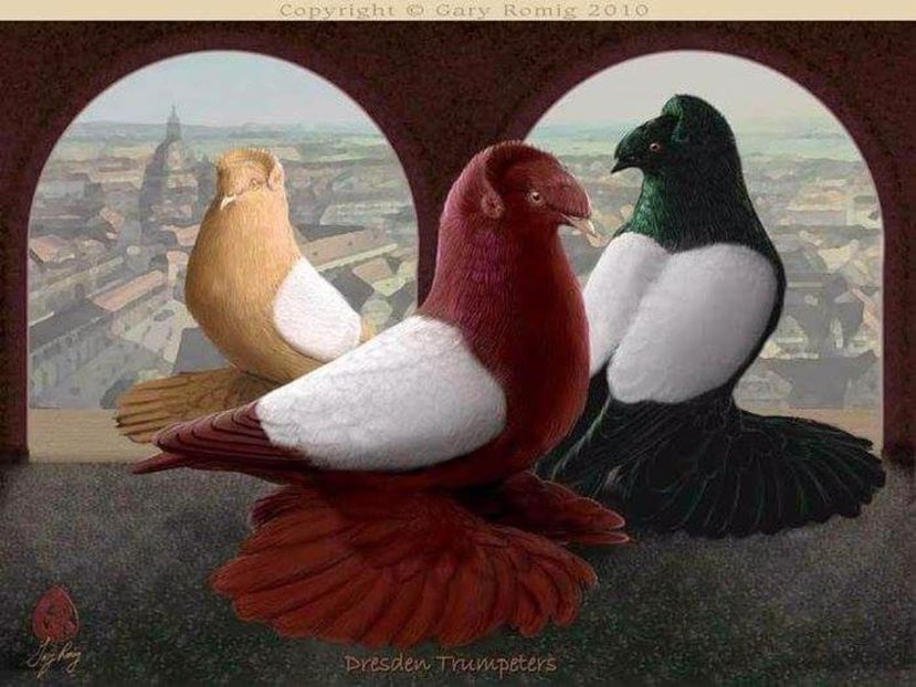 47 - PICTURI PORUMBEI NET