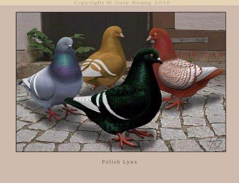 50 - PICTURI PORUMBEI NET