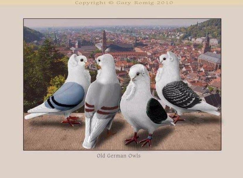 52 - PICTURI PORUMBEI NET