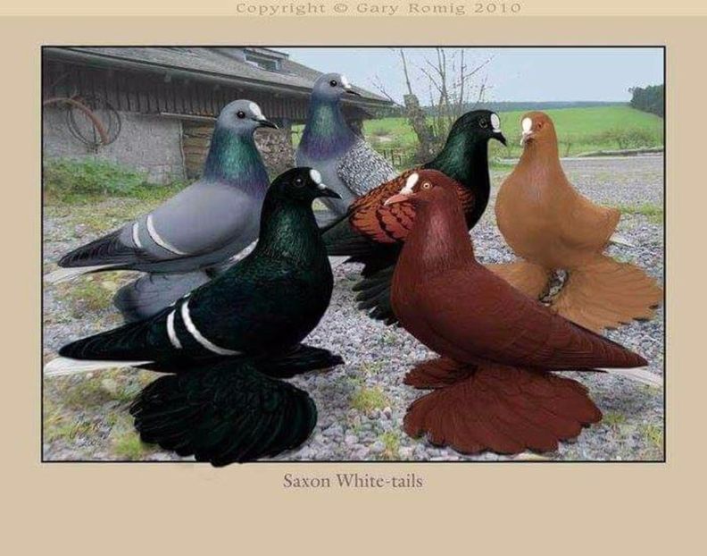 54 - PICTURI PORUMBEI NET