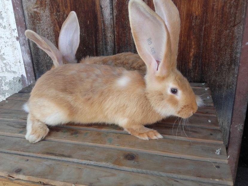 2 masculi frati din martie...urechi de 21 !! - 00 Iepurasii in 2017