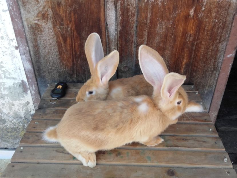  - 00 Iepurasii in 2017