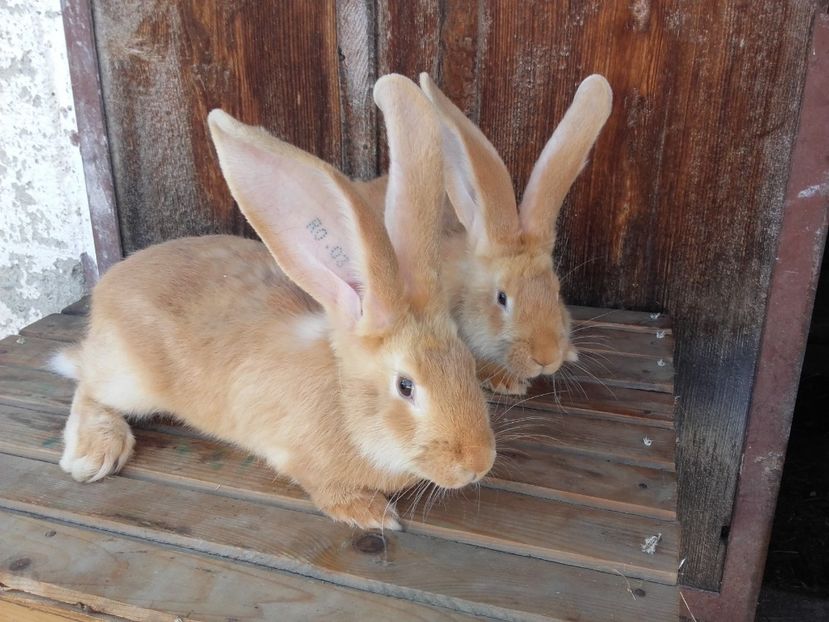  - 00 Iepurasii in 2017