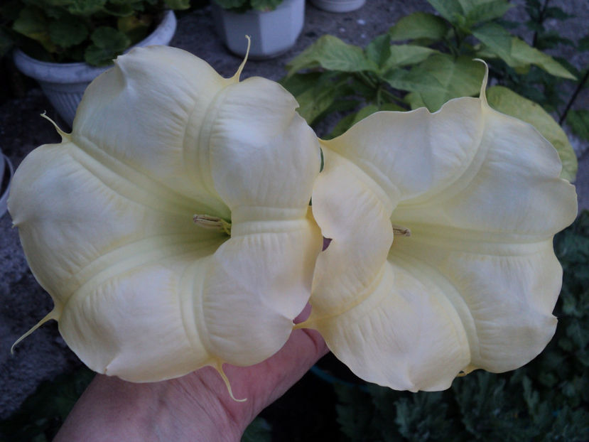 POZE 2014 002 - BRUGMANSIA SI DATURA