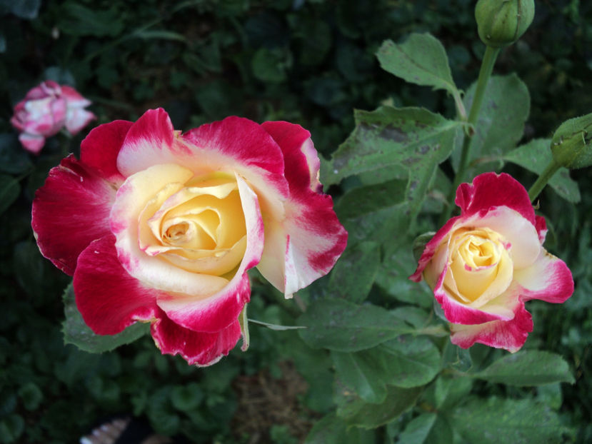 POZE 2014 002 - Double Delight