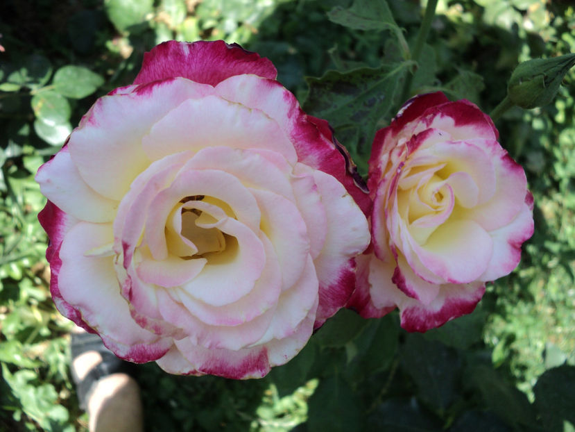 POZE 2014 016 - Double Delight