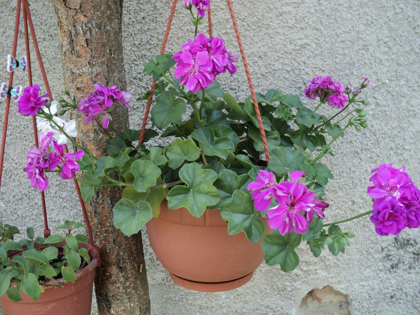 POZE 2014 010 - Muscate 2015