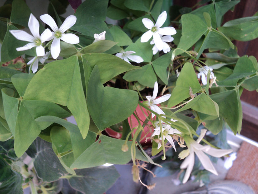 POZE 2014 020 - VARA 2016