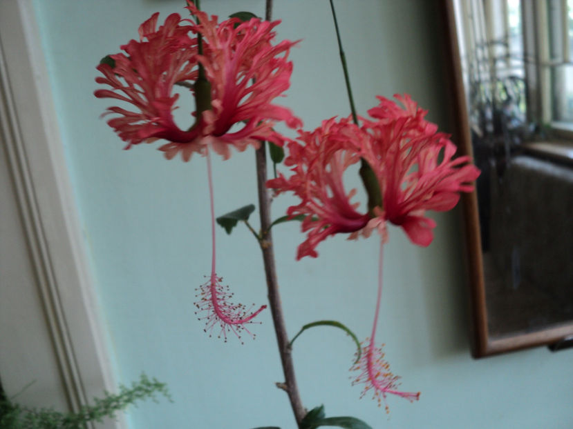 POZE 2014 017 - Schizopetalus
