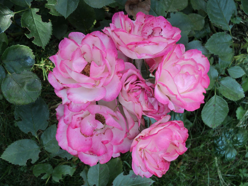 POZE 2014 020 - Nicole