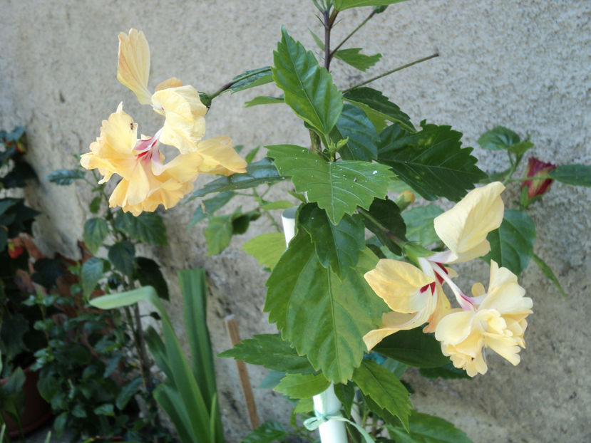 poze 2015 027 - El Capitolio pierduti