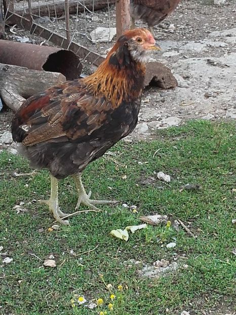 Cocosel araucana - Seria 3
