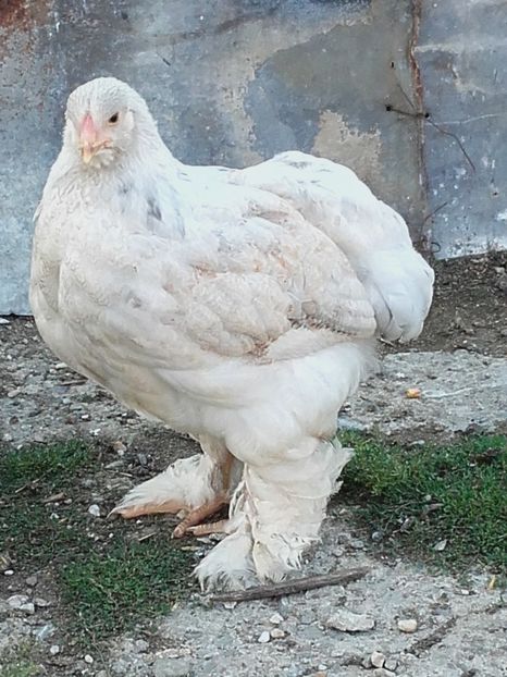 Puicute brahma - Seria 3