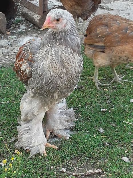 Cocosel brahma silver - Seria 3