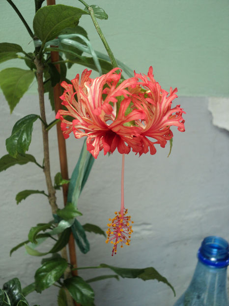 poze 2015 004 - Schizopetalus