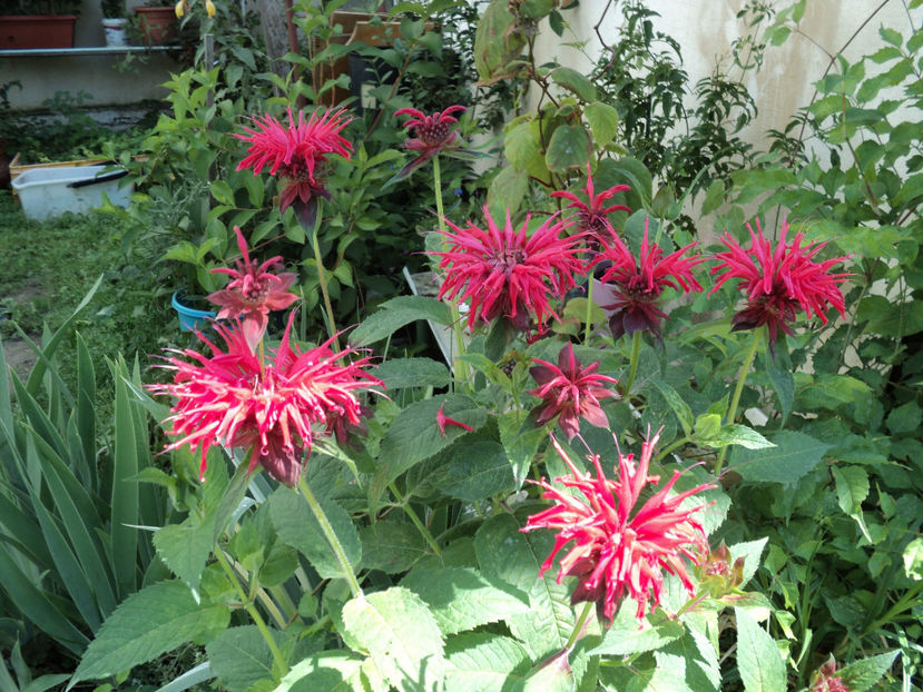 poze 2015 029 - Vara