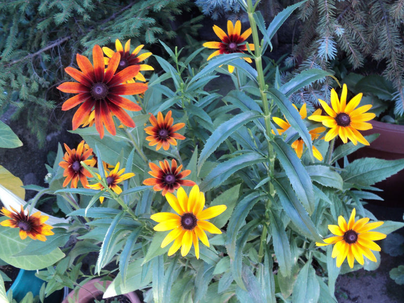 poze 2015 016 - Vara