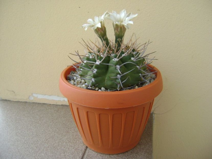 Gymnocalycium intermedium - Cactusi 2017 Gymnocalycium