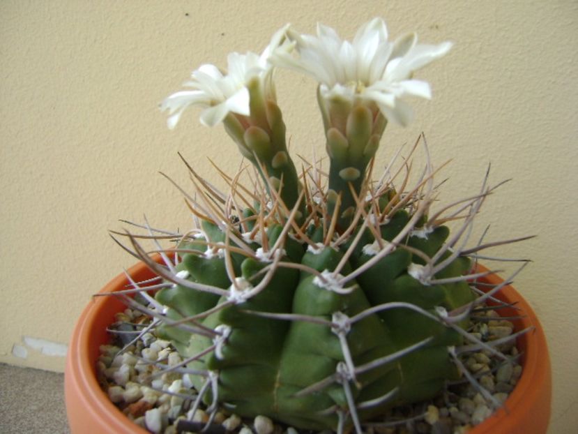 Gymnocalycium intermedium - Cactusi 2017 Gymnocalycium