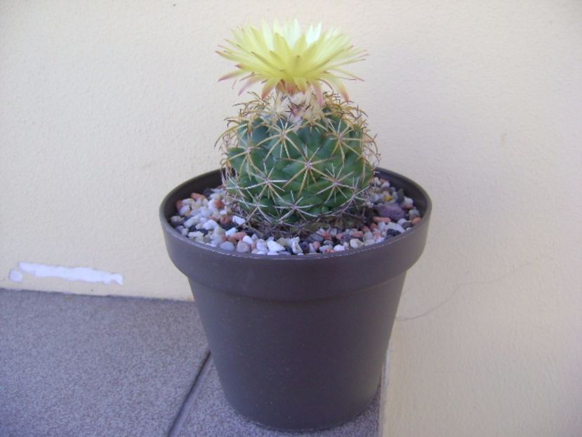 Coryphantha elephantidens v. sulcolanata - Cactusi 2017 bis bis