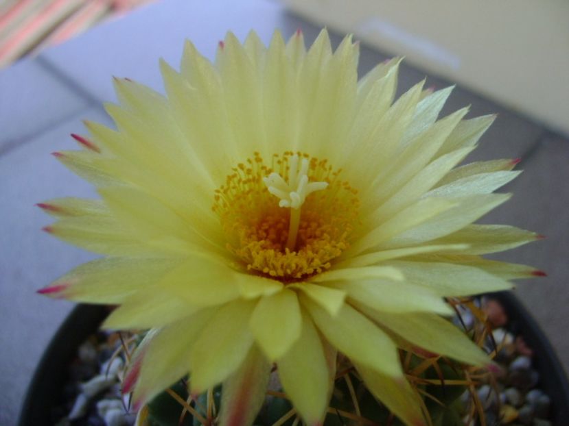 Coryphantha elephantidens v. sulcolanata - Cactusi 2017 bis bis