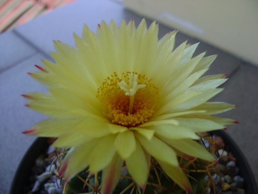 Coryphantha elephantidens v. sulcolanata - Cactusi 2017 bis bis