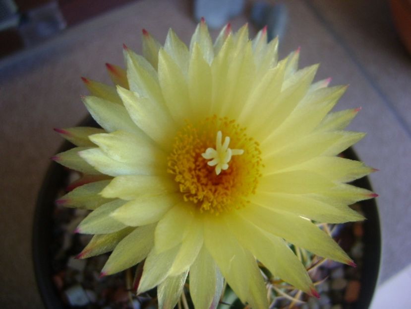 Coryphantha elephantidens v. sulcolanata - Cactusi 2017 bis bis