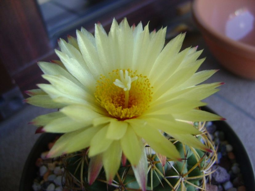 Coryphantha elephantidens v. sulcolanata - Cactusi 2017 bis bis