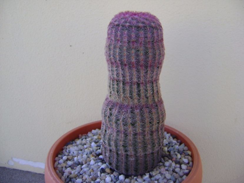 Echinocereus rigidissimus ssp. rubispinus - Cactusi 2017 bis bis