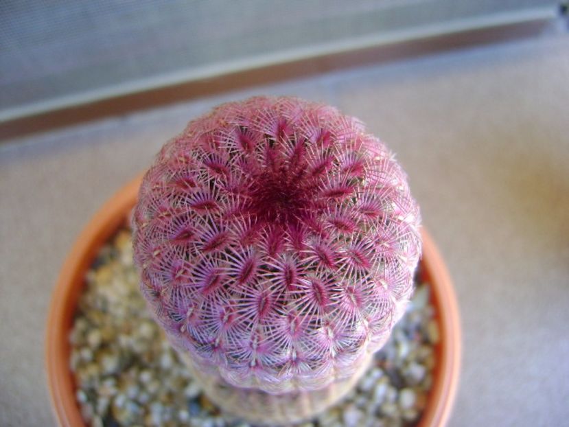 Echinocereus rigidissimus ssp. rubispinus - Cactusi 2017 bis bis