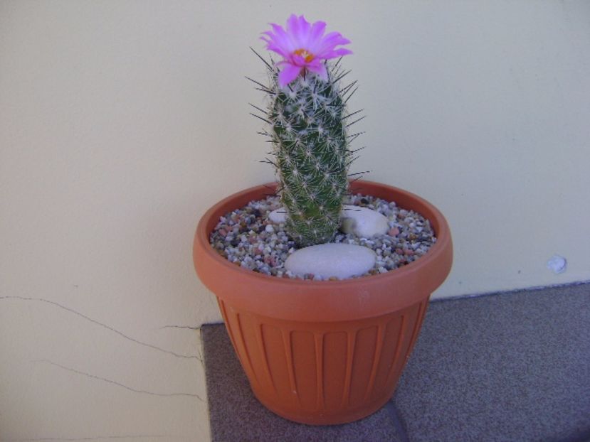 Neolloydia conoidea - Cactusi 2017 bis bis