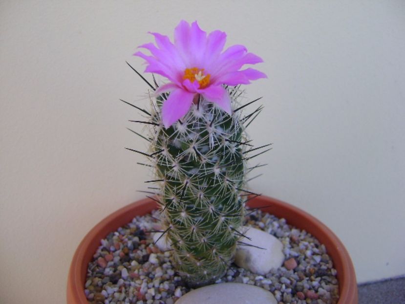 Neolloydia conoidea - Cactusi 2017 bis bis