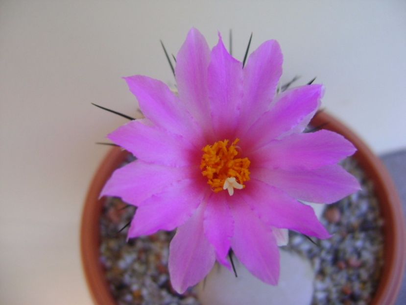 Neolloydia conoidea - Cactusi 2017 bis bis