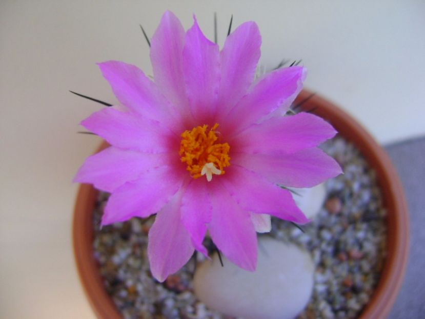Neolloydia conoidea - Cactusi 2017 bis bis