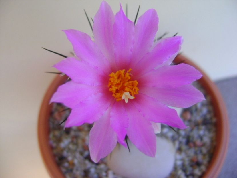 Neolloydia conoidea - Cactusi 2017 bis bis