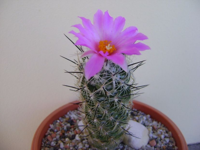 Neolloydia conoidea - Cactusi 2017 bis bis