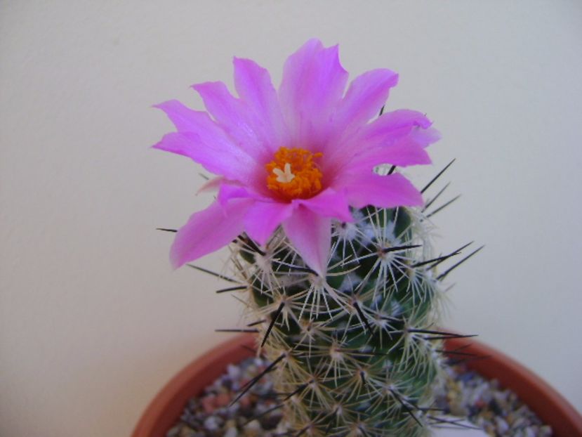 Neolloydia conoidea - Cactusi 2017 bis bis