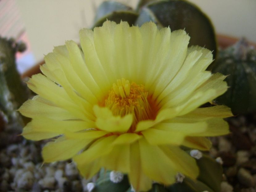 Astrophytum asterias - Cactusi 2017 bis bis