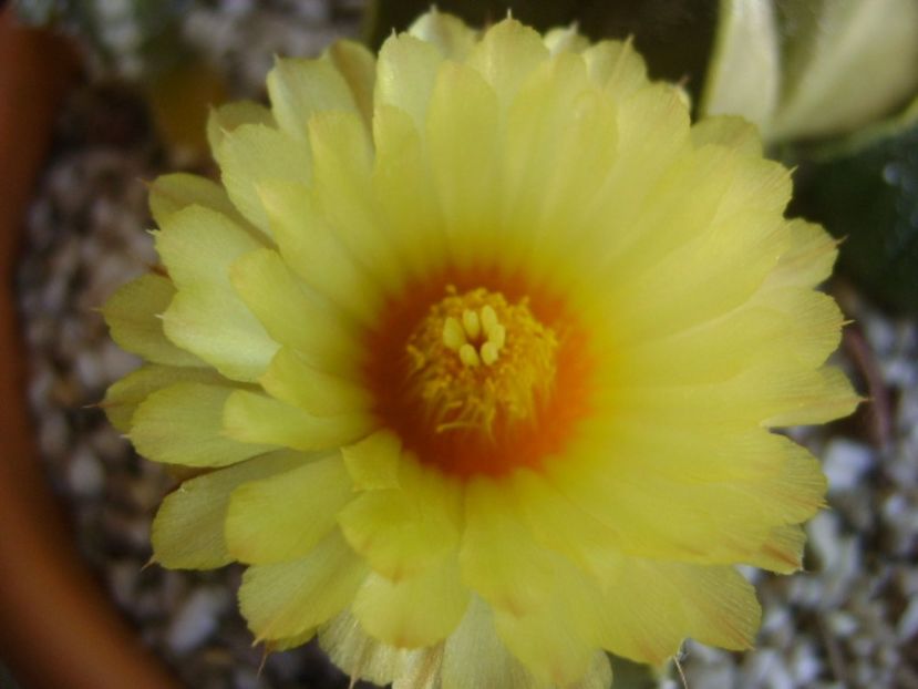 Astrophytum asterias - Cactusi 2017 bis bis